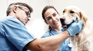 Tind Klinikudstyr sælger udstyr til dyreklinikker.