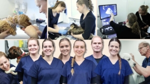 Dyrlæge jobopslag Måløv Smørum